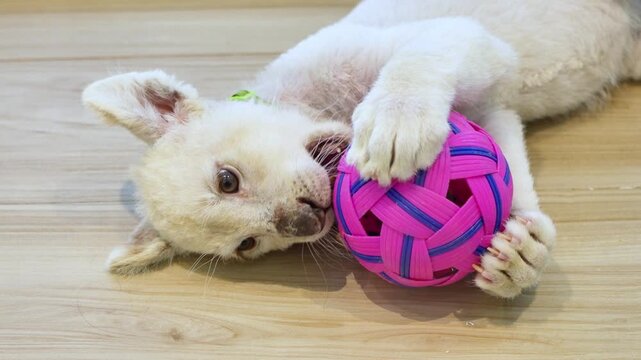 White Lion Cub Playing with Takraw Ball While Lying on Floor, Playful White Lion Cub Rolling and Biting Woven Ball Toy, Cute White Lion Cub Lying Down and Playing with Rattan Ball Toy