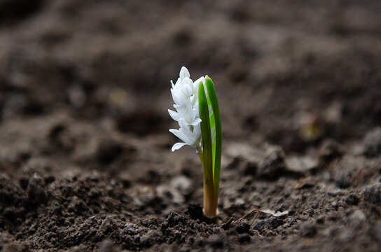 white flower growing from the soil, new plant, Pushkinia