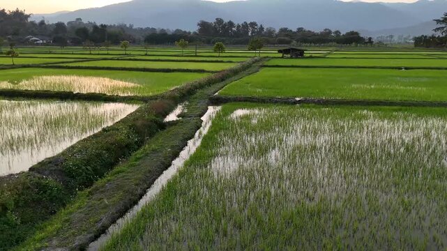 Aerial view of vibrant green rice paddies reflecting the sky, punctuated by verdant trees creating a serene, agricultural landscape, Chiang Rai, Thailand.