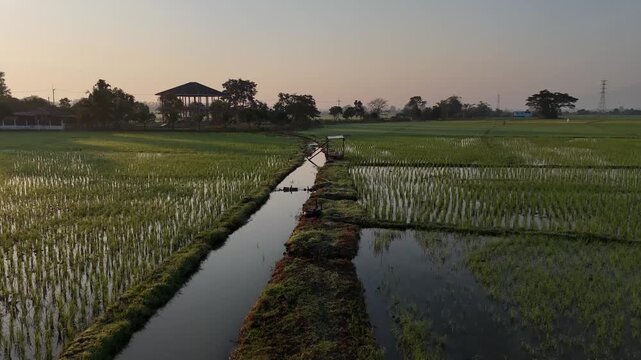 Aerial view of lush green rice fields divided by a waterway, reflecting the sky, creates a serene landscape at dawn, Chiang Rai, Thailand.