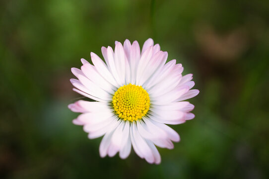 Daisy macro with pink petals against green bokeh in spring