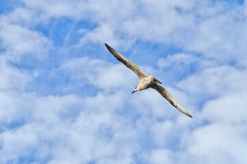 Fototapeta premium A single seagull flying in a cloudy sky