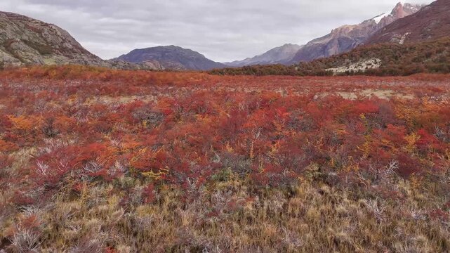 Aerial view of a vibrant field of red and orange vegetation contrasted against distant mountains under a cloudy sky, Chalten, Argentina.