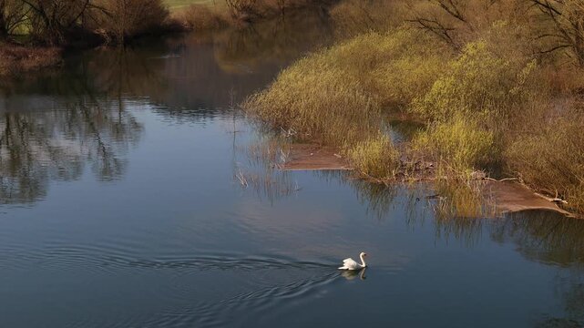 a swan on a river from above 4k 25fps video