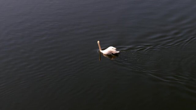 a swan on a river from above 4k 25fps video