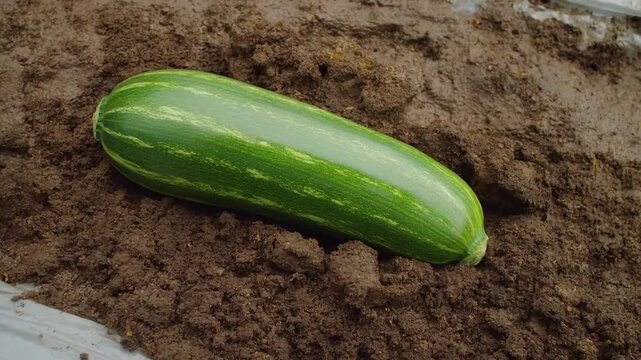 Top down shot of a mature striped green zucchini on moist soil in a greenhouse with soft diffused light concept of ready harvest and natural pattern