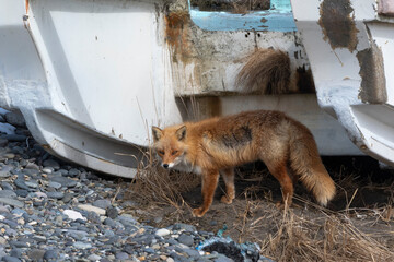 Fototapeta premium Renard roux