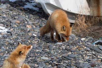 Fototapeta premium Renard roux