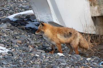 Fototapeta premium Renard roux