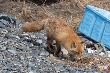Fototapeta premium Renard roux