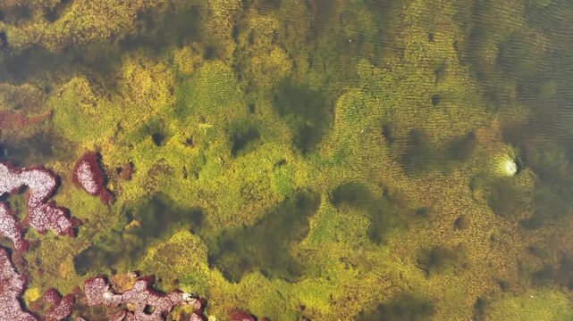 Aerial view of Turquiri Lake reveals red and green vegetation under clear waters, creating a vibrant tapestry of color and texture, Turquiri Lake, Bolivia.