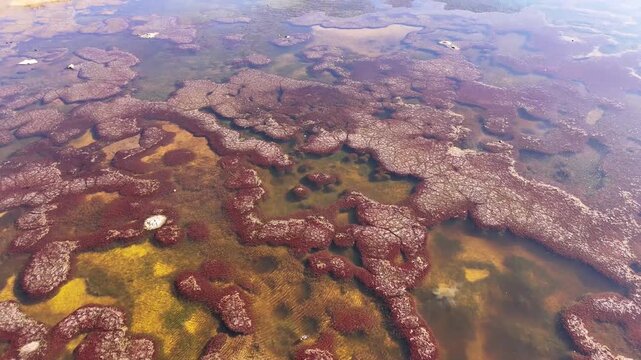 Aerial view of Turquiri Lake's red algae formations creating a vibrant contrast with the clear water and yellow undertones, Turquiri Lake, Bolivia.
