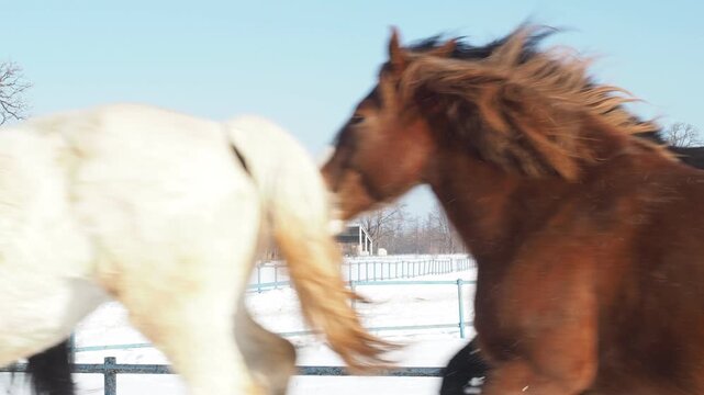 十勝牧場の馬追い運動　2026年