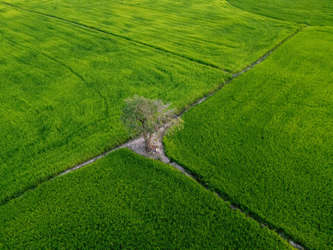 Aerial view of vibrant green rice paddy fields intersected by narrow pathways, with a solitary tree standing prominently, Tonle Sap, Cambodia.