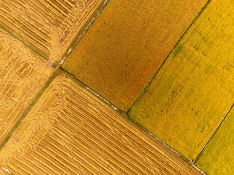 Aerial view of golden and brown fields, a textured tapestry of agriculture stretching across the land, Tonle Sap, Cambodia.