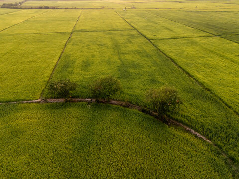 Aerial view of vast green and yellow fields are divided by straight lines, with a few trees clustered along a narrow path, Tonle Sap, Cambodia.