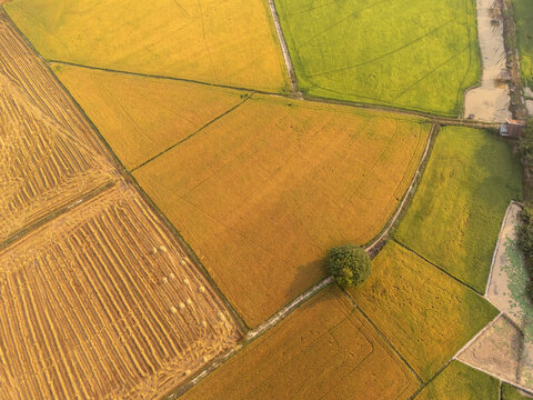 Aerial view of golden and green rice fields patterned like a patchwork quilt, intersected by narrow paths and dotted with a solitary tree, Tonle Sap, Cambodia.