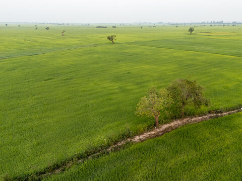 Aerial view of vivid green fields stretch to the horizon, punctuated by scattered trees under a soft sky, Tonle Sap, Cambodia.