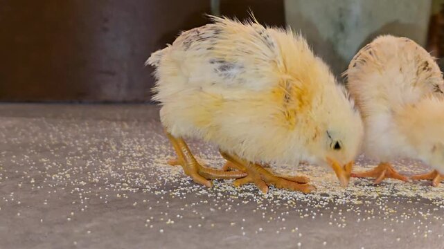 little chicks pecking grains on floor, cute farm animals feeding, spring easter concept with baby chickens and natural behavior