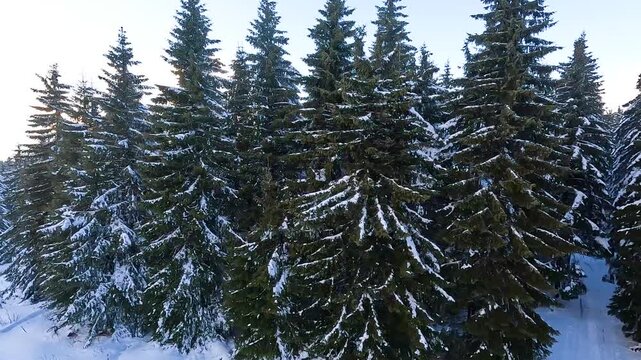 Wide view of a snowy pine forest and ski slope under a bright winter sky