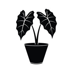 Fototapeta premium Alocasia Plant Potted Silhouette Business