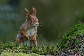 Fototapeta premium Red Squirrel in a forest a cute little rodent.