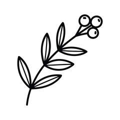 Obraz premium Berry Branch Outline Design Element
