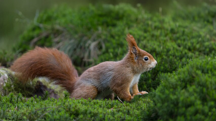 Fototapeta premium Red Squirrel in a forest a cute little rodent.