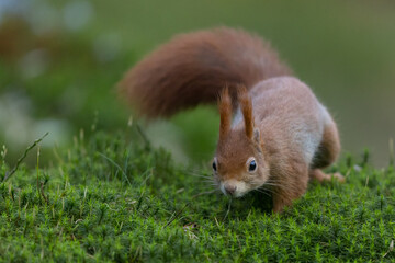 Fototapeta premium Red Squirrel in a forest a cute little rodent.