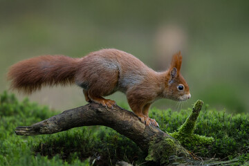 Fototapeta premium Red Squirrel in a forest a cute little rodent.