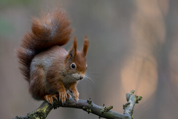 Fototapeta premium Red Squirrel in a forest a cute little rodent.