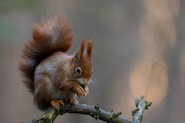 Fototapeta premium Red Squirrel in a forest a cute little rodent.