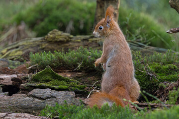 Fototapeta premium Red Squirrel in a forest a cute little rodent.