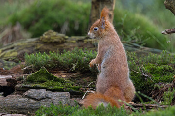 Fototapeta premium Red Squirrel in a forest a cute little rodent.