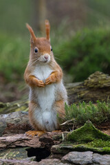 Fototapeta premium Red Squirrel in a forest a cute little rodent.