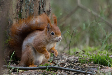 Fototapeta premium Red Squirrel in a forest a cute little rodent.