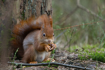 Fototapeta premium Red Squirrel in a forest a cute little rodent.