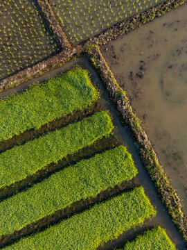 Aerial view of vibrant green and dark brown agricultural plots intersected by waterways, creating a mosaic of textures and tones, Chiang Mai, Thailand.