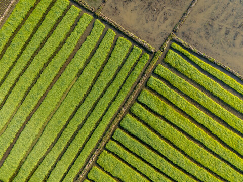 Aerial view of vivid green rice paddies contrasting with fallow fields in an intricate pattern, Chiang Mai, Thailand.