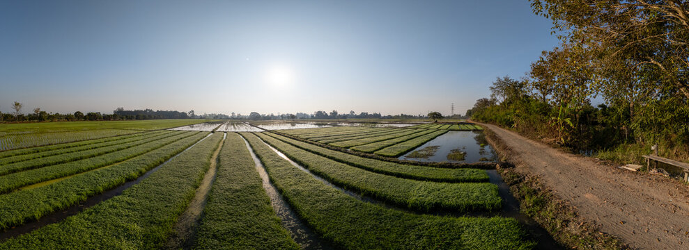Aerial view of emerald green crops meet shimmering water channels under the soft glow of the sun's morning light, Chiang Mai, Thailand.