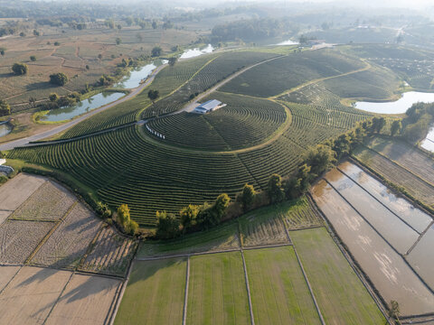 Aerial view of the Choui Fong Tea Plantation, with its neatly terraced rows of tea bushes and a central building, creating a serene landscape of agriculture and nature, Choui Fon, Thailand.
