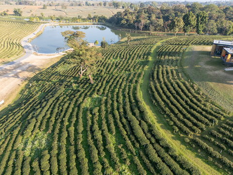 Aerial view of meticulously aligned tea bushes creating a textured green tapestry, contrasted by the serene blue of the lake, Choui Fon, Thailand.