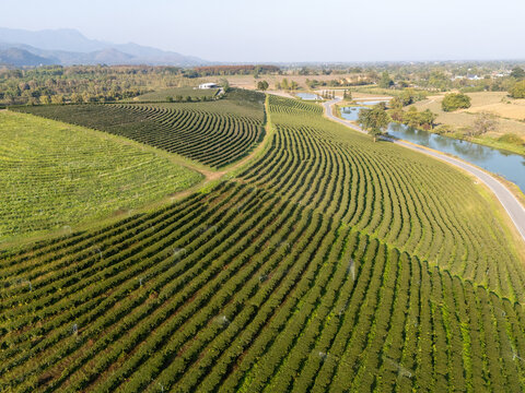 Aerial view of a sea of meticulously planted tea bushes, their dark green hues contrasting with the golden grasses, and the winding river, Choui Fong, Thailand.