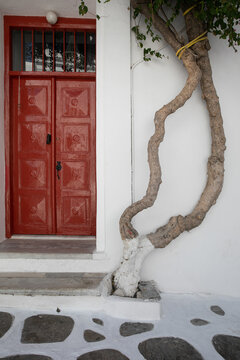 View of a vibrant red door contrasting against stark white walls, adorned by the sinuous embrace of a tree's pale trunk, Mykonos, Greece.