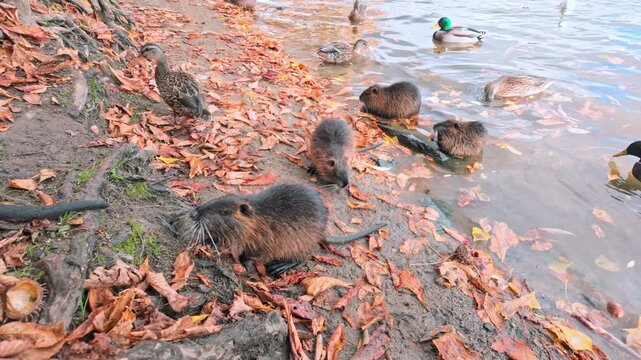 Four young Nutria at riverbank with wild ducks among fallen autumn leaves, one calf separates from group and climbs up steep bank between winding tree roots to join its mother, slow motion.