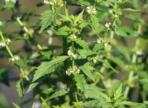 Lycopus europaeus (gypsywort) growing by a pond