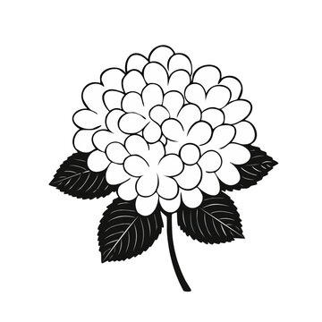 Stylized black and white line art illustration of a blooming hydrangea flower with leaves