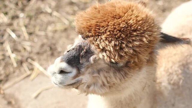 Close-up portrait of a furry llama or alpaca looking curiously at the camera.