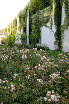 View of white roses bloom in profusion below a building draped with vibrant green vines, a serene blend of nature and architecture, Parma, Emilia Romagna, Italy.