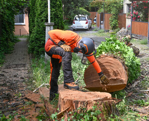 Arborist Inspecting Freshly Cut Tree Trunk © vbaleha